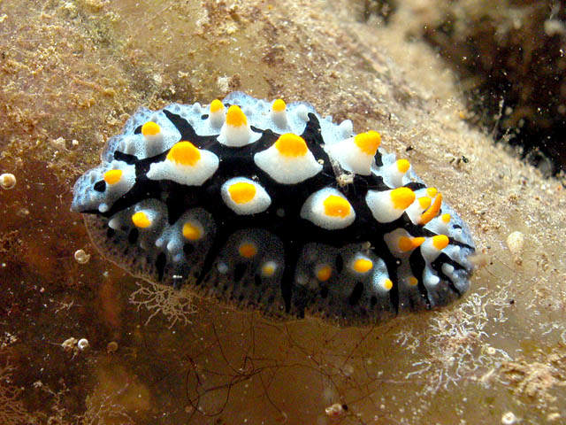 Phyllidia picta